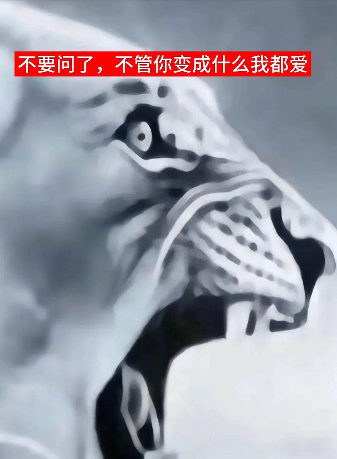 【宠物】猫咪奇葩分手理由大赏，网友：老虎什么时候能赢一次！老虎：我永远赢不了，因为...（组图） - 30