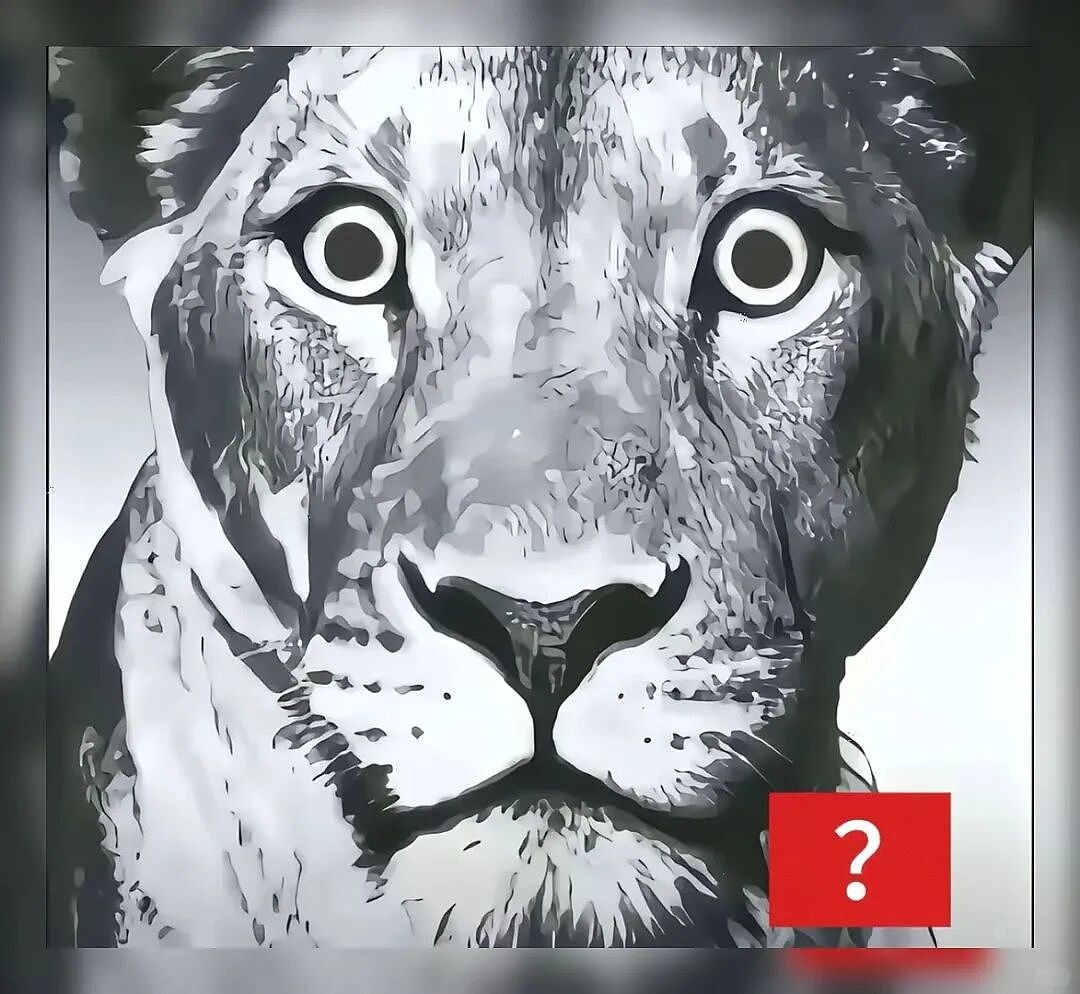 【宠物】猫咪奇葩分手理由大赏，网友：老虎什么时候能赢一次！老虎：我永远赢不了，因为...（组图） - 20