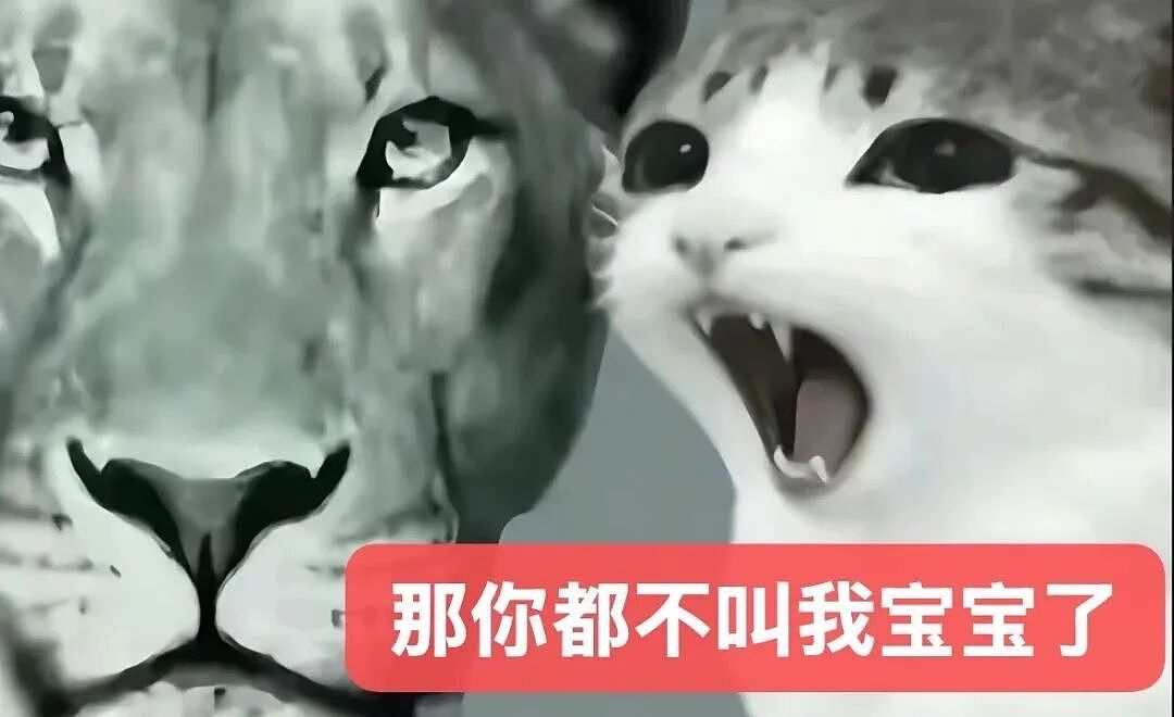 【宠物】猫咪奇葩分手理由大赏，网友：老虎什么时候能赢一次！老虎：我永远赢不了，因为...（组图） - 22