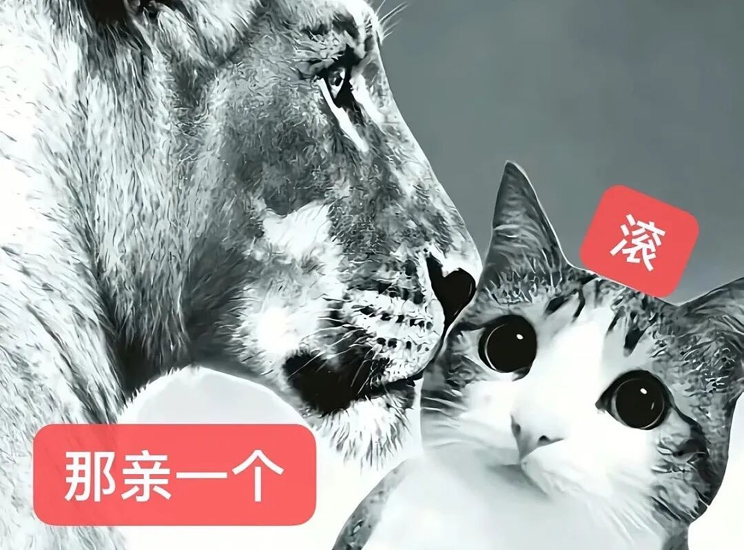 【宠物】猫咪奇葩分手理由大赏，网友：老虎什么时候能赢一次！老虎：我永远赢不了，因为...（组图） - 43
