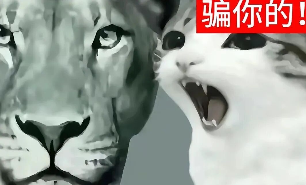 【宠物】猫咪奇葩分手理由大赏，网友：老虎什么时候能赢一次！老虎：我永远赢不了，因为...（组图） - 38