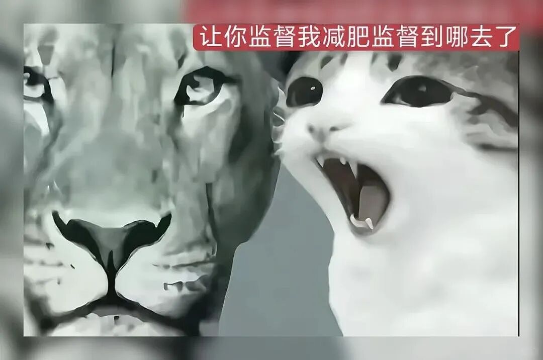 【宠物】猫咪奇葩分手理由大赏，网友：老虎什么时候能赢一次！老虎：我永远赢不了，因为...（组图） - 17