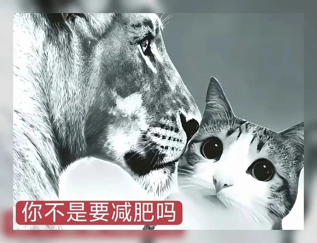 【宠物】猫咪奇葩分手理由大赏，网友：老虎什么时候能赢一次！老虎：我永远赢不了，因为...（组图） - 12