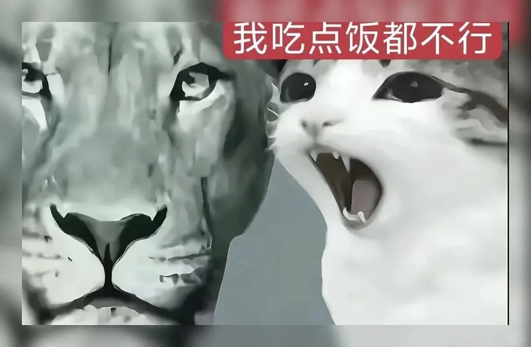 【宠物】猫咪奇葩分手理由大赏，网友：老虎什么时候能赢一次！老虎：我永远赢不了，因为...（组图） - 13