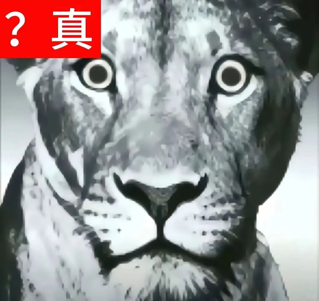 【宠物】猫咪奇葩分手理由大赏，网友：老虎什么时候能赢一次！老虎：我永远赢不了，因为...（组图） - 37