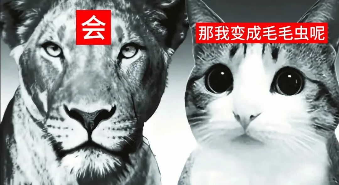【宠物】猫咪奇葩分手理由大赏，网友：老虎什么时候能赢一次！老虎：我永远赢不了，因为...（组图） - 29