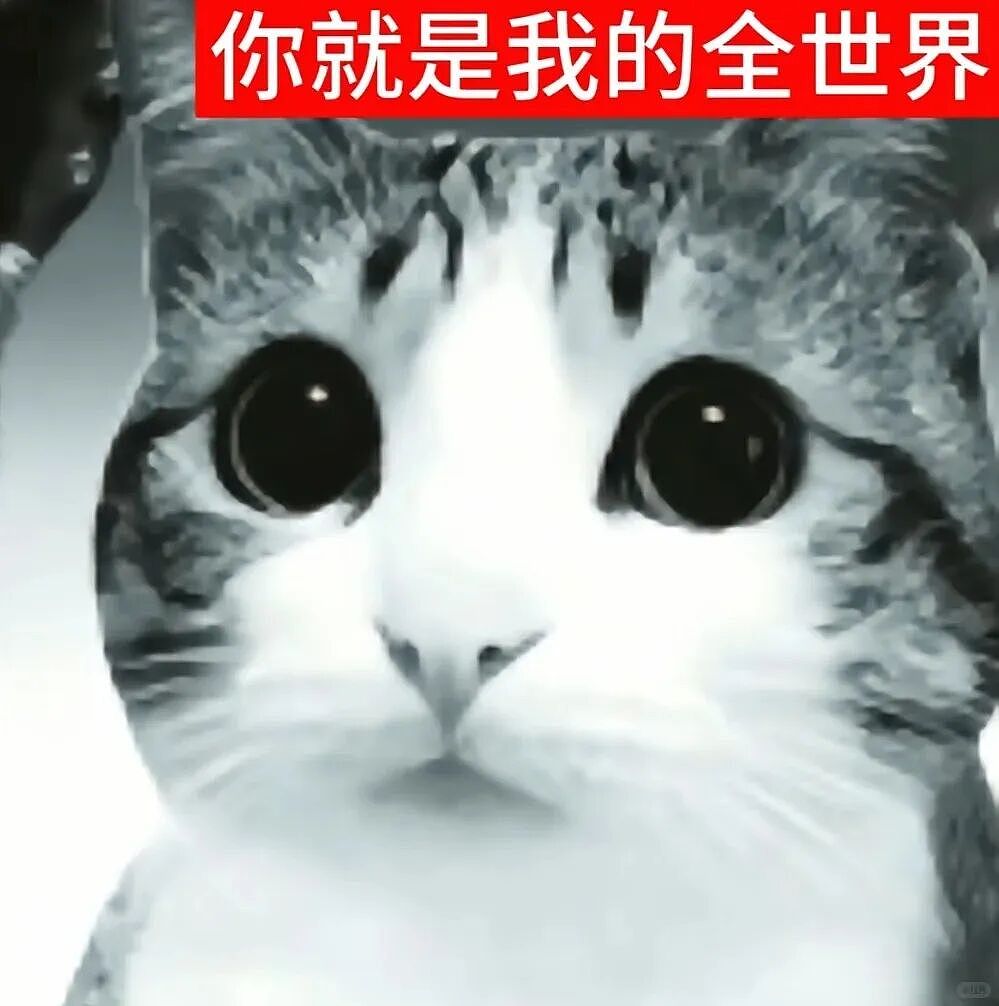 【宠物】猫咪奇葩分手理由大赏，网友：老虎什么时候能赢一次！老虎：我永远赢不了，因为...（组图） - 36