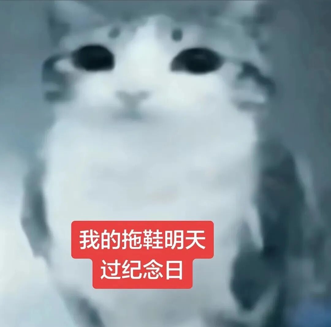 【宠物】猫咪奇葩分手理由大赏，网友：老虎什么时候能赢一次！老虎：我永远赢不了，因为...（组图） - 7