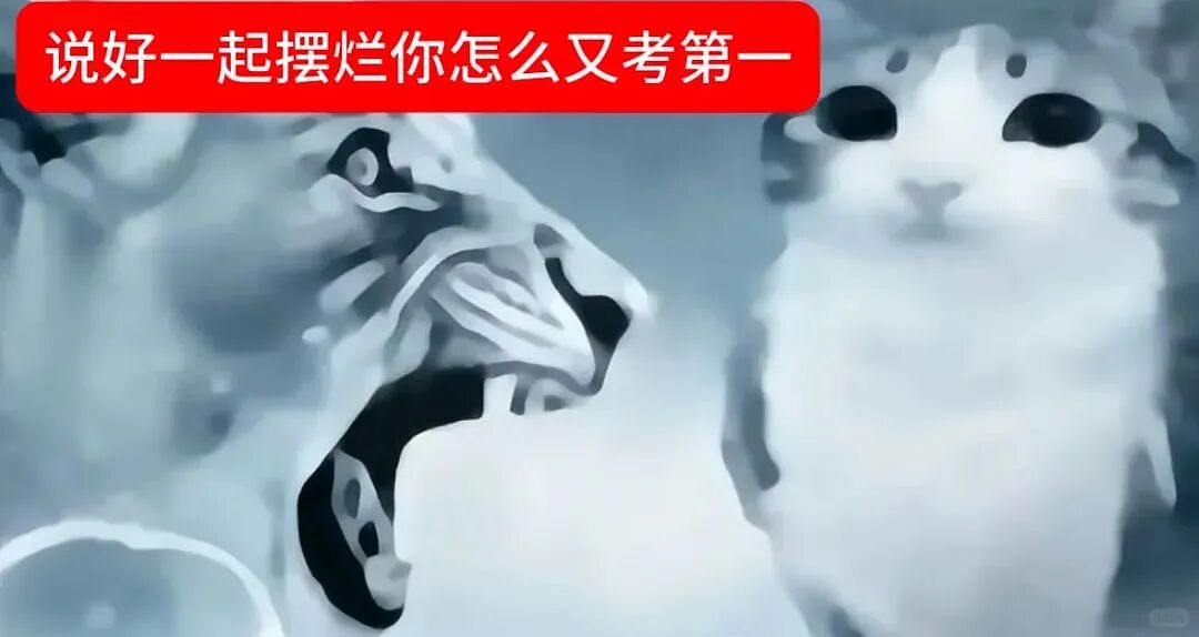【宠物】猫咪奇葩分手理由大赏，网友：老虎什么时候能赢一次！老虎：我永远赢不了，因为...（组图） - 46