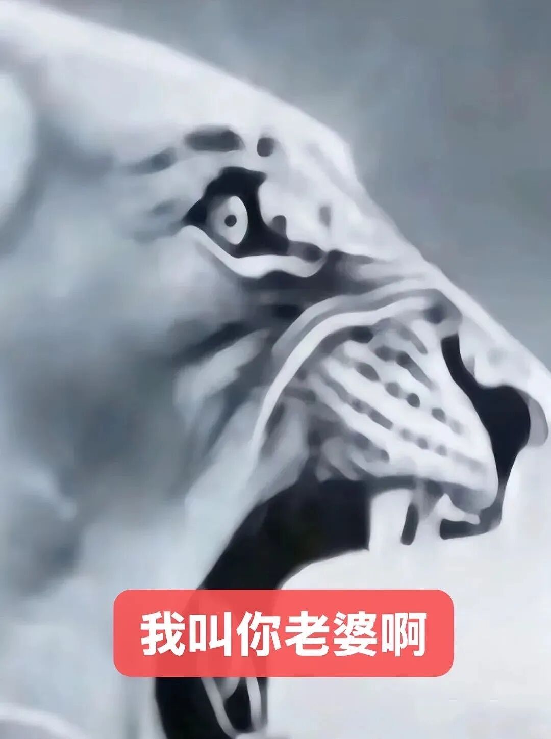 【宠物】猫咪奇葩分手理由大赏，网友：老虎什么时候能赢一次！老虎：我永远赢不了，因为...（组图） - 24