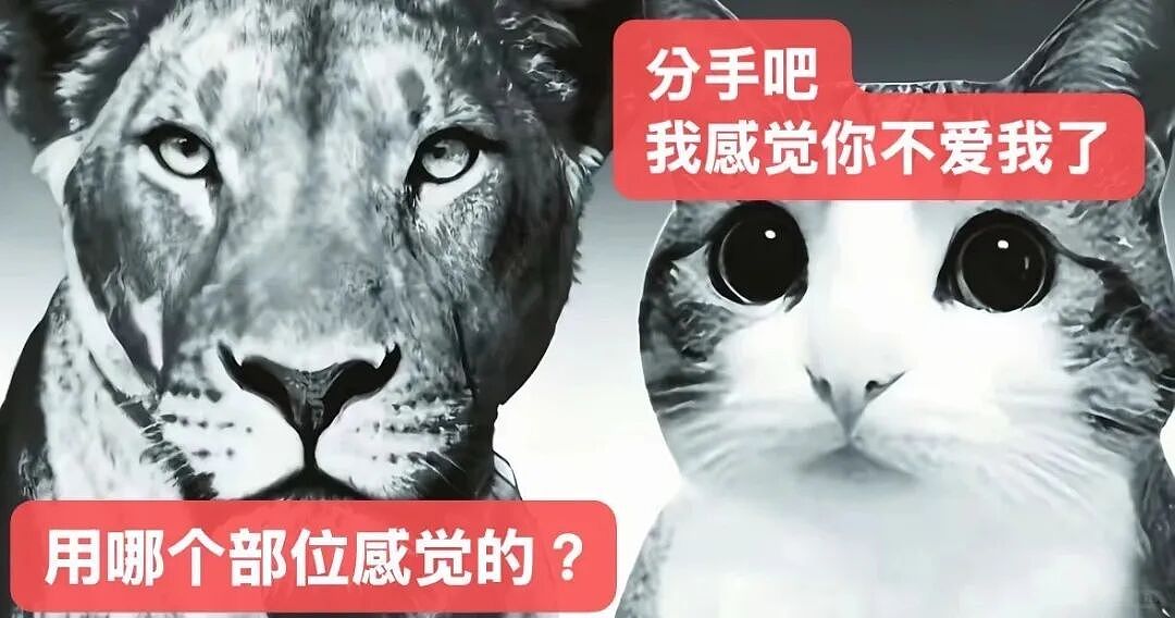【宠物】猫咪奇葩分手理由大赏，网友：老虎什么时候能赢一次！老虎：我永远赢不了，因为...（组图） - 21