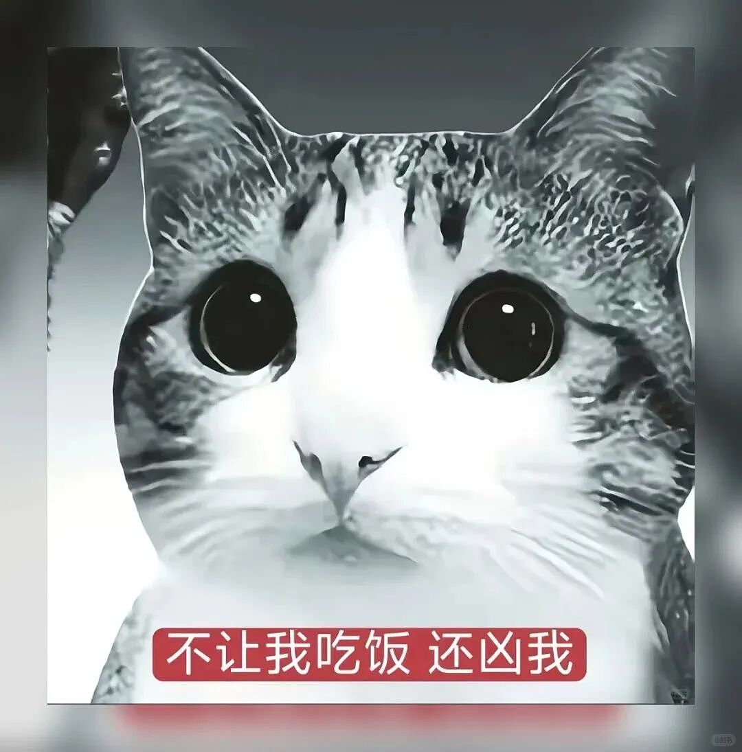 【宠物】猫咪奇葩分手理由大赏，网友：老虎什么时候能赢一次！老虎：我永远赢不了，因为...（组图） - 15