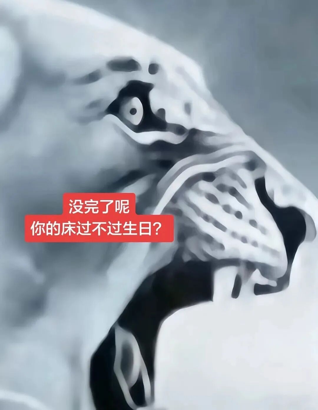 【宠物】猫咪奇葩分手理由大赏，网友：老虎什么时候能赢一次！老虎：我永远赢不了，因为...（组图） - 8