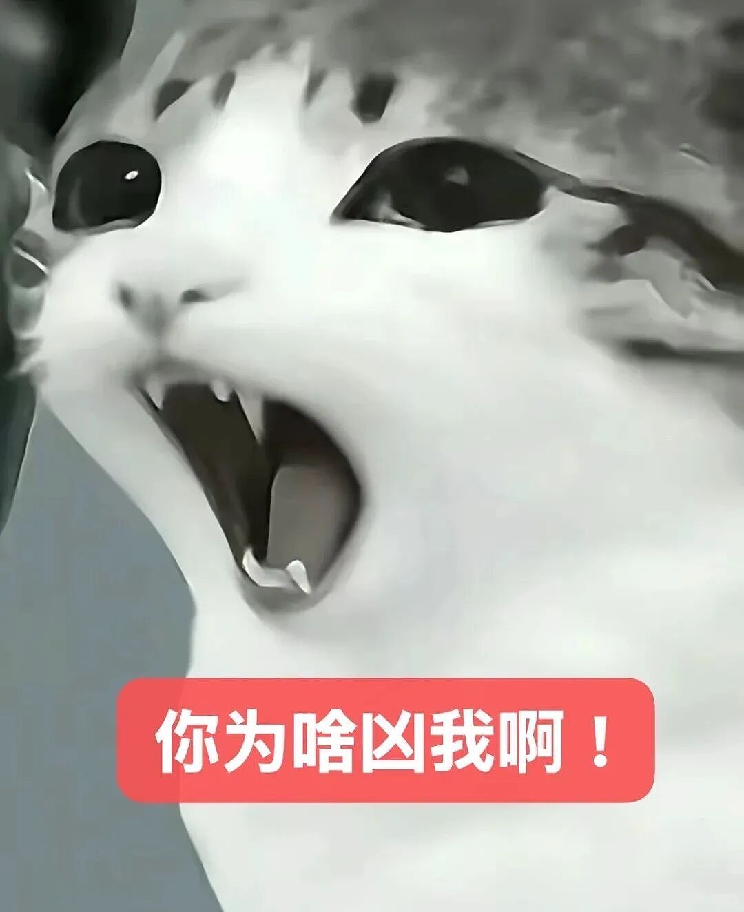 【宠物】猫咪奇葩分手理由大赏，网友：老虎什么时候能赢一次！老虎：我永远赢不了，因为...（组图） - 25