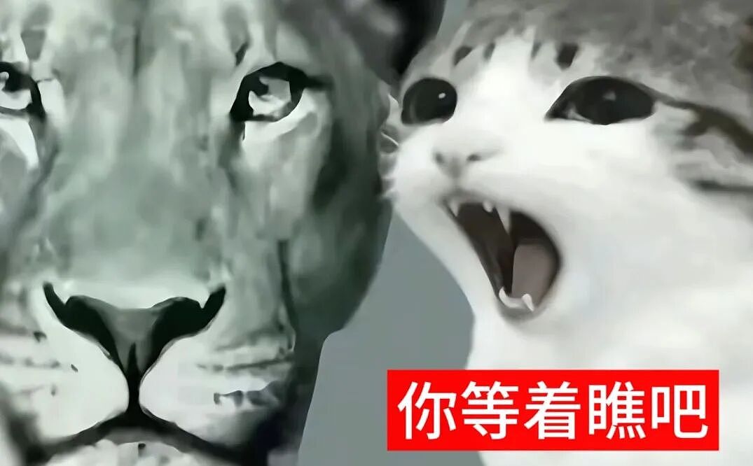 【宠物】猫咪奇葩分手理由大赏，网友：老虎什么时候能赢一次！老虎：我永远赢不了，因为...（组图） - 48