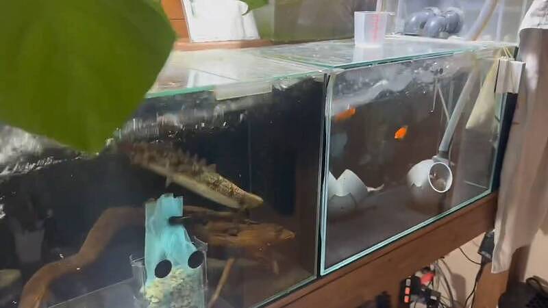 碰到地震鲶鱼会暴动？ 日网友PO影片：牠会换个地方睡觉（视频/图） - 1