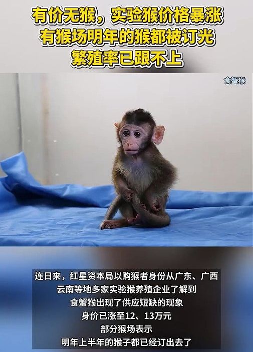 内地医药界爆“抢猴大战”，单价破10万仍一猴难求，预约已到明年（组图） - 3