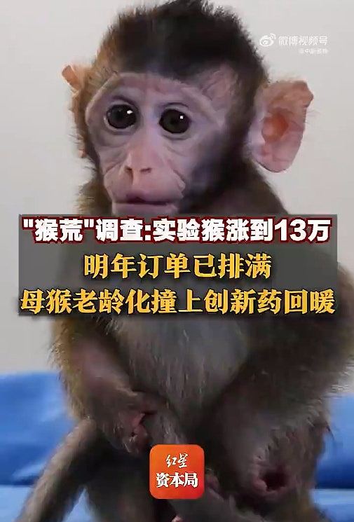 内地医药界爆“抢猴大战”，单价破10万仍一猴难求，预约已到明年（组图） - 5