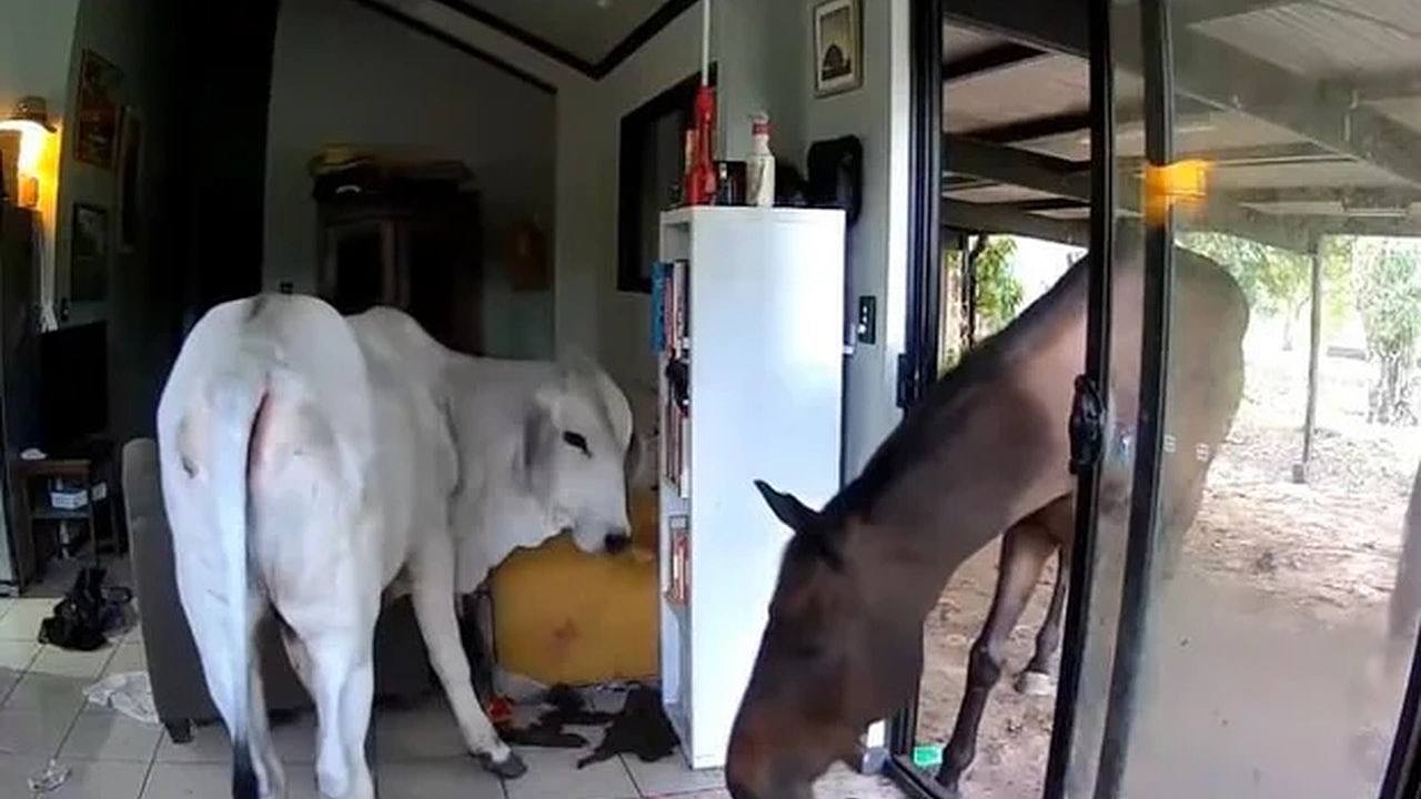 澳洲议员外出用餐顽皮狗“引狼入室”，牛马“入屋”大捣乱（视频/组图） - 1