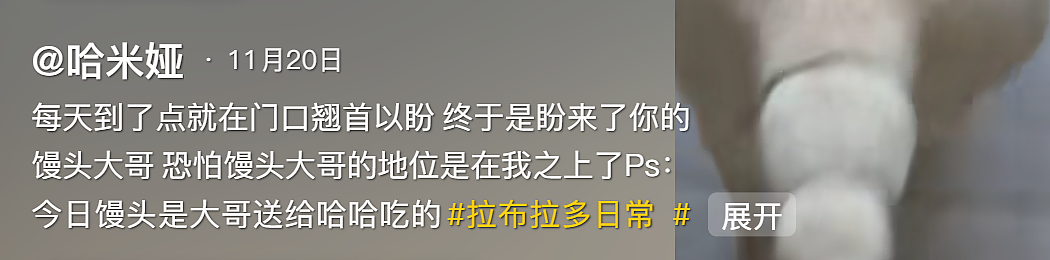 【宠物】不吃狗粮吃馒头的拉布拉多看到馒头老板没来，直接化身“望馍犬”，没有什么一个馒头解决不了的（组图） - 3
