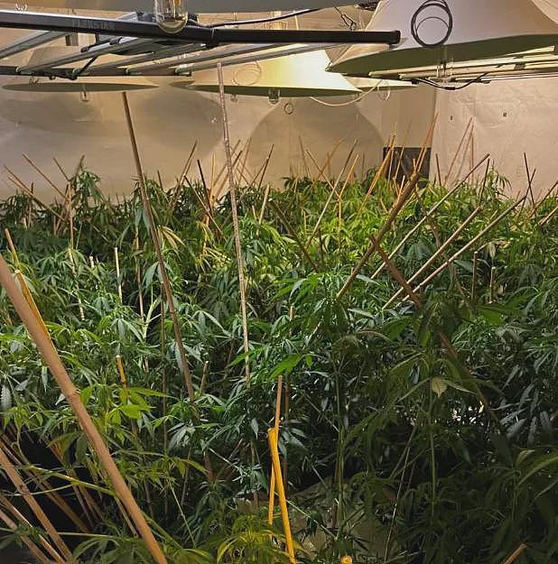 “华人欠赌债被逼贩毒!”中国黑帮操盘新西兰地下赌场,120处“大麻屋”坐标公布(组图) - 4
