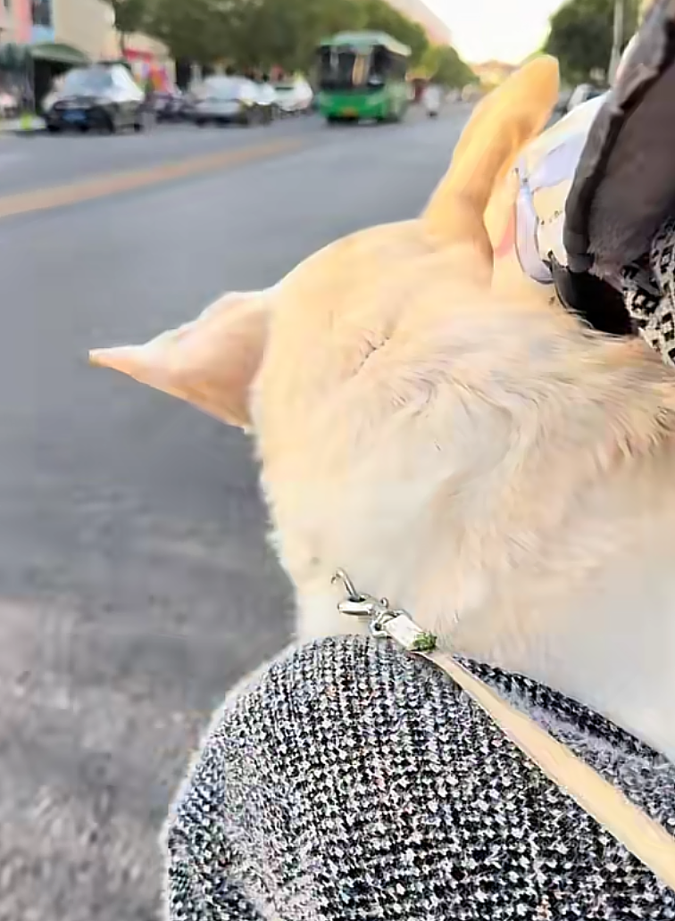 【宠物】不吃狗粮吃馒头的拉布拉多看到馒头老板没来，直接化身“望馍犬”，没有什么一个馒头解决不了的（组图） - 10