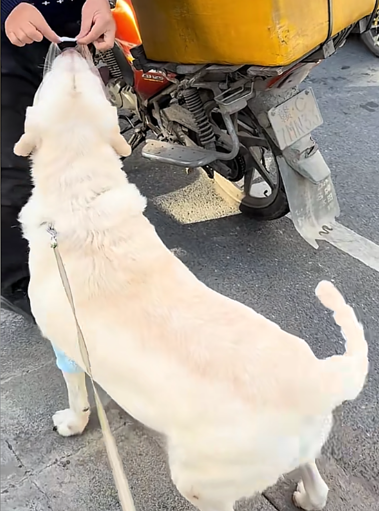 【宠物】不吃狗粮吃馒头的拉布拉多看到馒头老板没来，直接化身“望馍犬”，没有什么一个馒头解决不了的（组图） - 11