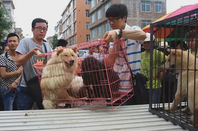 中国宠物投毒刑事公诉第一案:投毒人获刑四年(组图) - 2