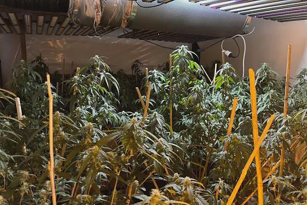 “华人欠赌债被逼贩毒!”中国黑帮操盘新西兰地下赌场,120处“大麻屋”坐标公布(组图) - 3