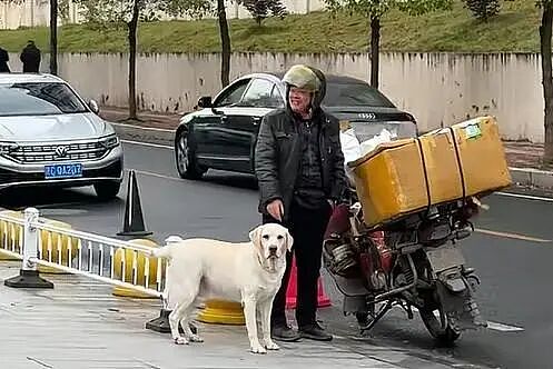 【宠物】不吃狗粮吃馒头的拉布拉多看到馒头老板没来，直接化身“望馍犬”，没有什么一个馒头解决不了的（组图） - 5