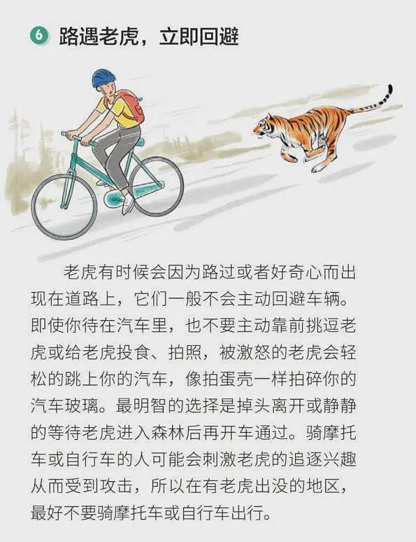 中国男子自驾偶遇“拦路虎”,对望数眼后老虎消失(组图) - 3