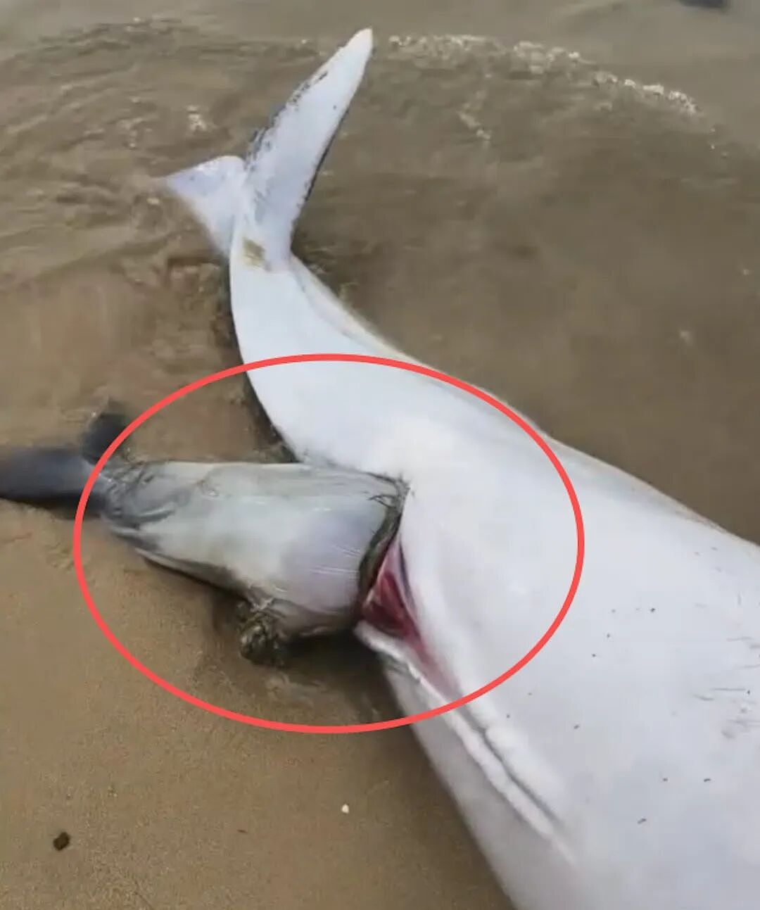 “海上大熊猫”中华白海豚疑遭遇难产，母子双亡，为何海豚也难产？（组图） - 4