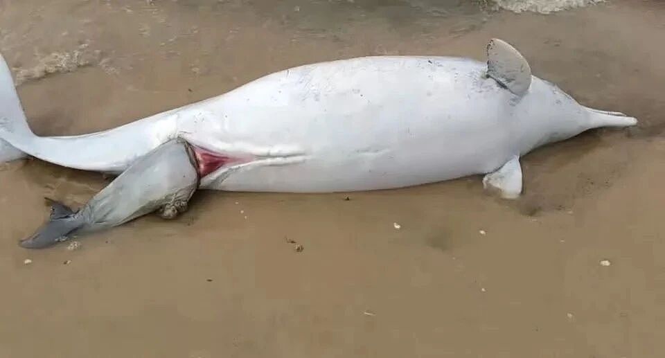 “海上大熊猫”中华白海豚疑遭遇难产，母子双亡，为何海豚也难产？（组图） - 1