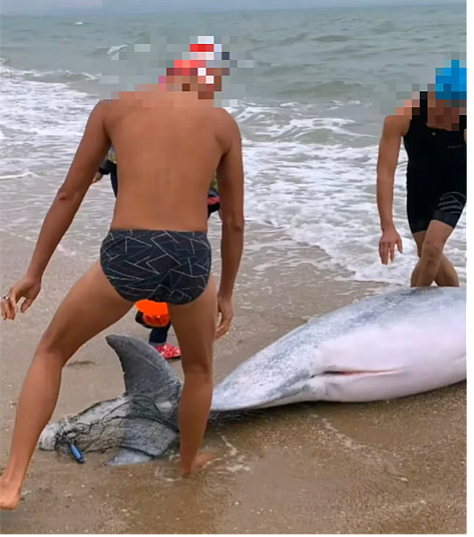 “海上大熊猫”中华白海豚疑遭遇难产，母子双亡，为何海豚也难产？（组图） - 6