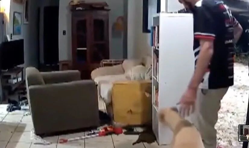 澳洲议员家里一片狼藉像进了贼！原来是狗打开门，呼朋唤友，让动物们一起来开派对？（组图） - 3