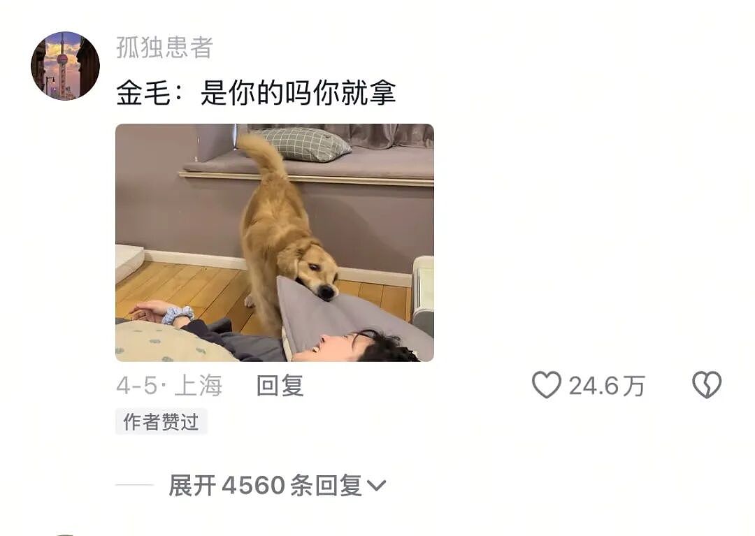 【宠物】狗子与主人抢枕头睡觉,主人哈哈大笑不停,狗子:讨厌没有边界感的人类(组图) - 8