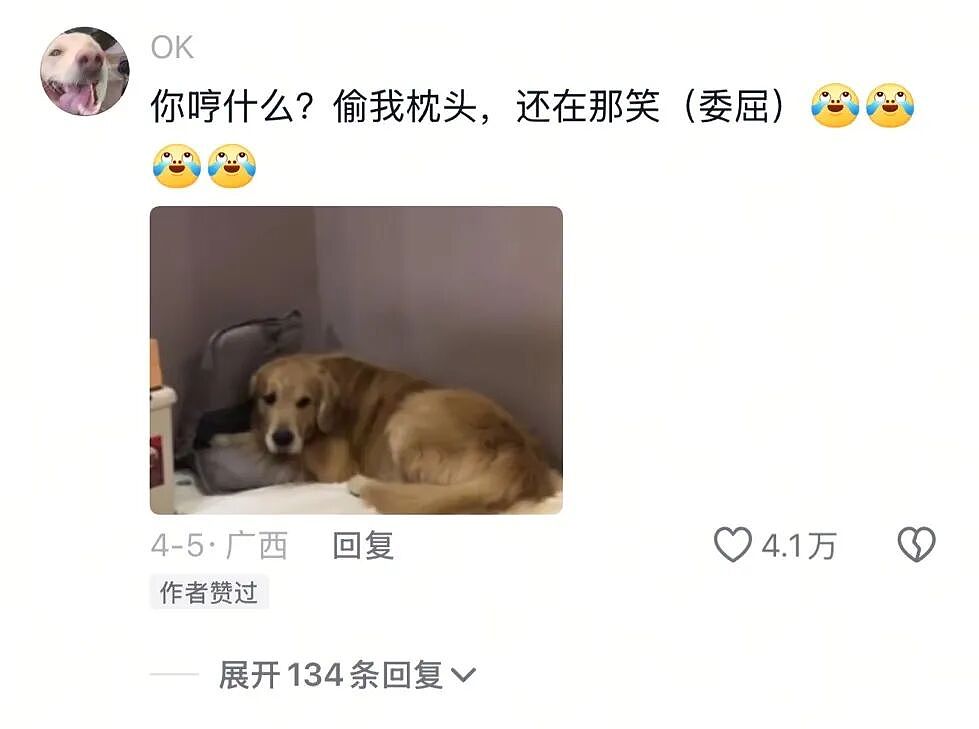 【宠物】狗子与主人抢枕头睡觉,主人哈哈大笑不停,狗子:讨厌没有边界感的人类(组图) - 9