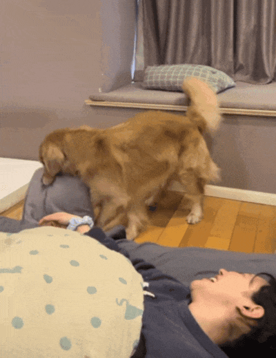 【宠物】狗子与主人抢枕头睡觉,主人哈哈大笑不停,狗子:讨厌没有边界感的人类(组图) - 5