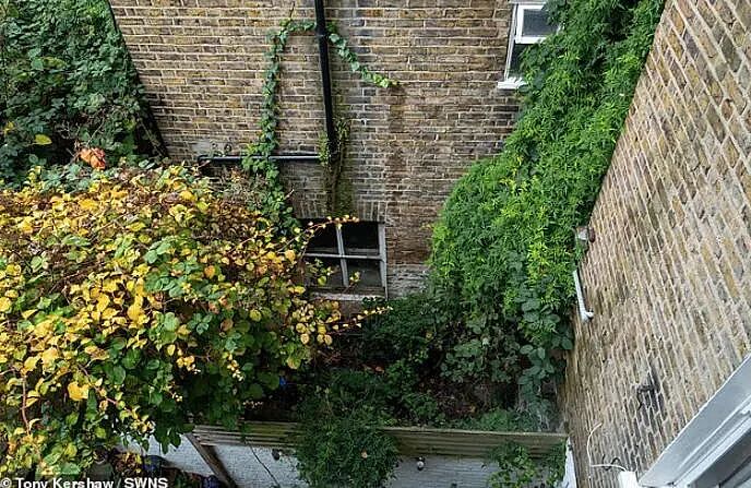 英国“虎杖谷”现状：入侵植物肆意生长，房产价值大跌，无法出售（组图） - 11