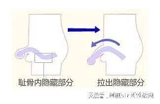 【两性】想让丁丁再长大一点？倒也不是没办法...（组图） - 4