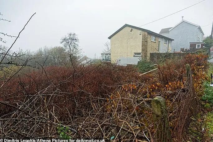 英国“虎杖谷”现状：入侵植物肆意生长，房产价值大跌，无法出售（组图） - 9