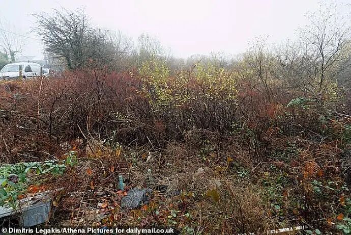 英国“虎杖谷”现状：入侵植物肆意生长，房产价值大跌，无法出售（组图） - 6