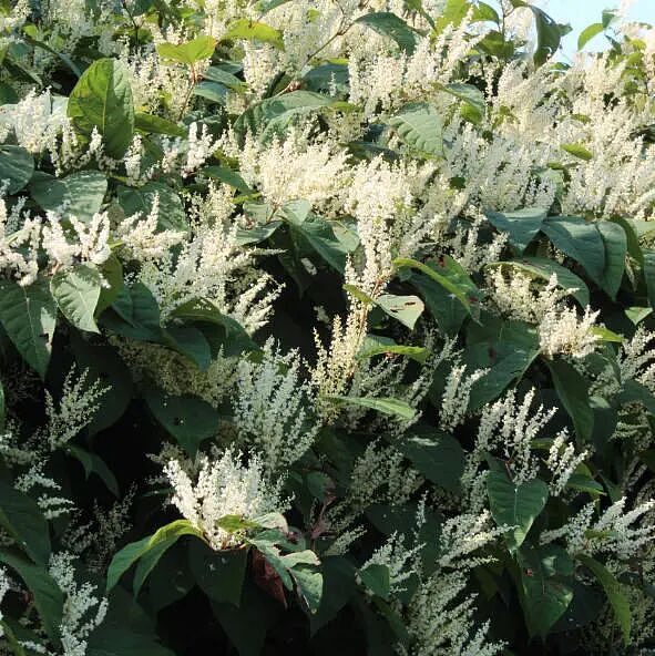 英国“虎杖谷”现状：入侵植物肆意生长，房产价值大跌，无法出售（组图） - 8