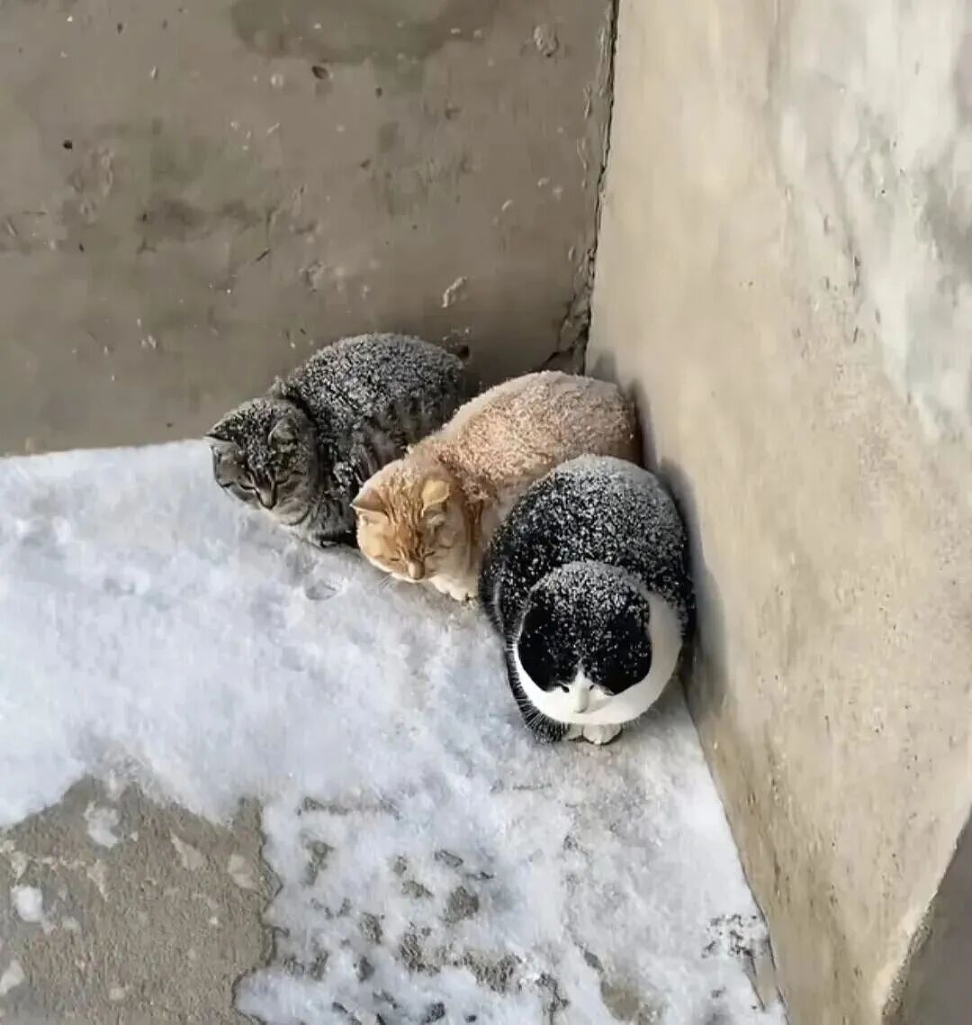 【宠物】救助站开蛋宰派对，80只猫同时嘎了160个蛋！晒出图片惊呆全网...网友抓狂：好像一盘水煮花生啊（组图） - 16