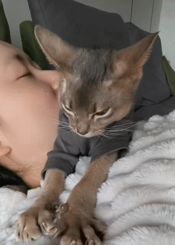 【宠物】救助站开蛋宰派对，80只猫同时嘎了160个蛋！晒出图片惊呆全网...网友抓狂：好像一盘水煮花生啊（组图） - 7