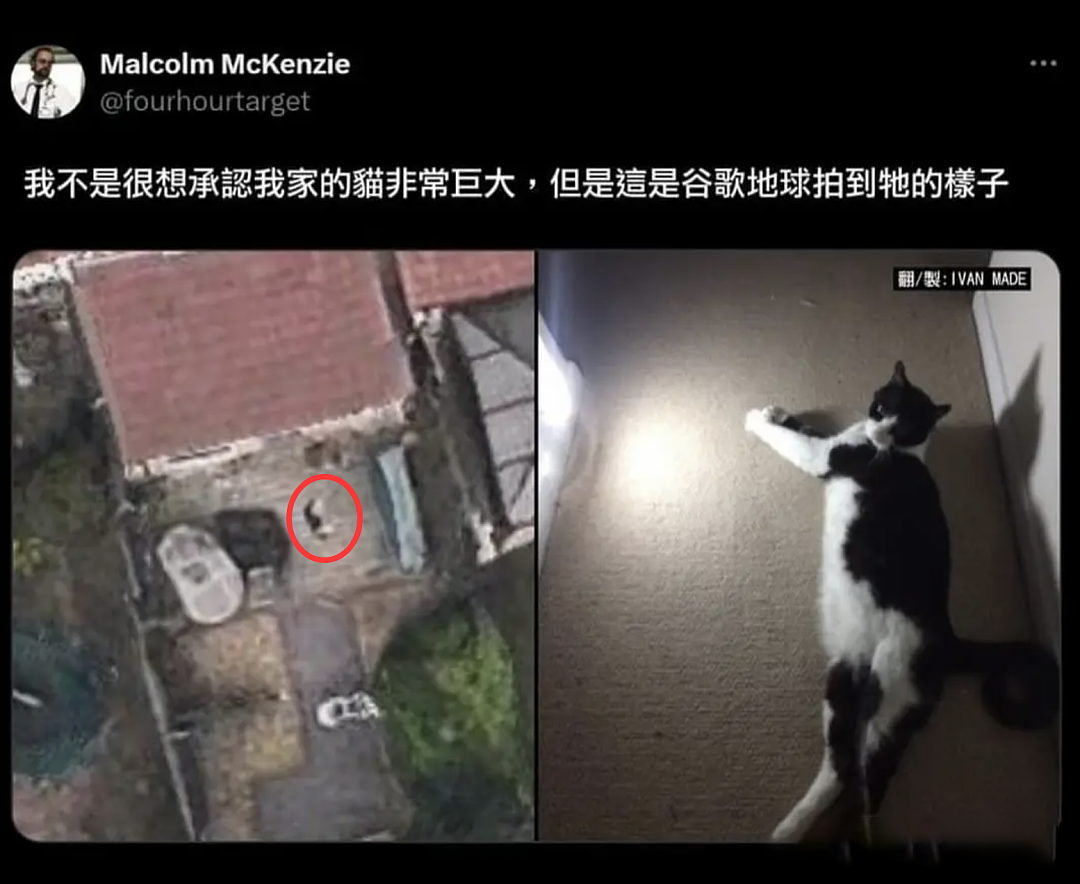 【宠物】救助站开蛋宰派对，80只猫同时嘎了160个蛋！晒出图片惊呆全网...网友抓狂：好像一盘水煮花生啊（组图） - 8