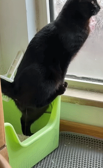 【宠物】救助站开蛋宰派对，80只猫同时嘎了160个蛋！晒出图片惊呆全网...网友抓狂：好像一盘水煮花生啊（组图） - 33