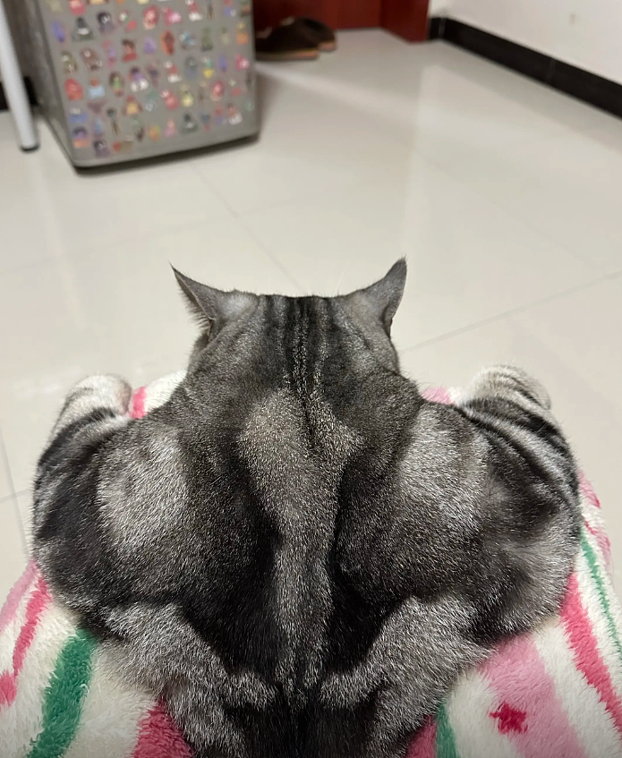 【宠物】救助站开蛋宰派对，80只猫同时嘎了160个蛋！晒出图片惊呆全网...网友抓狂：好像一盘水煮花生啊（组图） - 5