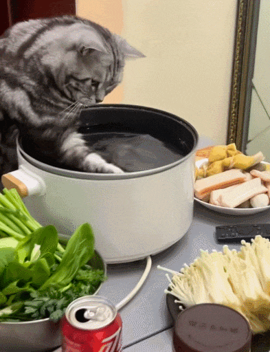 【宠物】救助站开蛋宰派对，80只猫同时嘎了160个蛋！晒出图片惊呆全网...网友抓狂：好像一盘水煮花生啊（组图） - 25