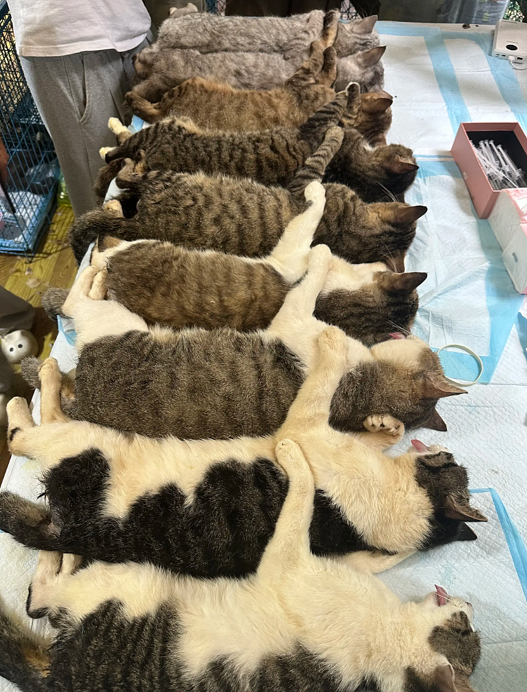 【宠物】救助站开蛋宰派对，80只猫同时嘎了160个蛋！晒出图片惊呆全网...网友抓狂：好像一盘水煮花生啊（组图） - 21